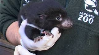 Tasmanian Devil Pouch Check at Taronga [upl. by Karil]