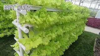 Exploring the NFT Hydroponic Gully System hydroponics vegetablegardening [upl. by Eniledam]