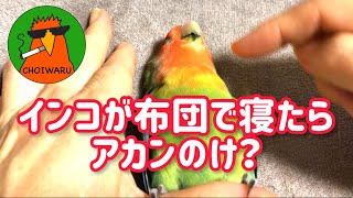 インコが布団で寝たらアカンのけ？コザクラインコマッサージ [upl. by Sancho]