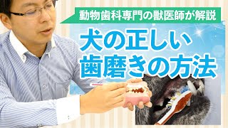 犬の正しい歯磨きの方法【歯に強い獣医師が解説】 [upl. by Savick282]