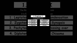 Stages of Prophase I Meiosis I Watch on YouTube quotLearn Medical Health Sciences Dr Shaista quot [upl. by Ybocaj280]