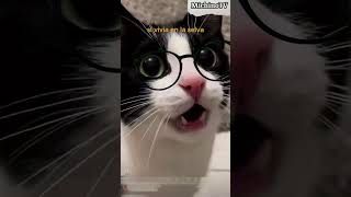 🐈‍⬛ Reflexiones gatunas 😹😹😹 gatos cat humor [upl. by Marius]