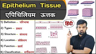 Epithelium Tissue in Hindi  Types of Epithelial Tissue  Function of Tissue  Anatomy  Physiology [upl. by Aeresed]