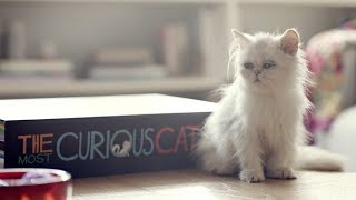 WHISKAS®  The Curious Cat Book [upl. by Ozneral]