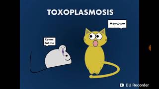 Toxoplasma gondii داء المقوسات داء القطط  التوكسوبلازما [upl. by Hurwit334]