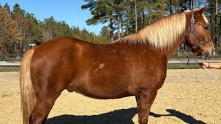 Haflinger cross [upl. by Townsend]