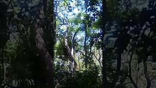 Large Flying Fox at the Botanical Garden UPNG nature flyingfox animals [upl. by Yenalem741]