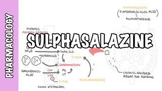 Sulphasalazine DMARD  Pharmacology mechanism of action metabolism side effects [upl. by Chelton]