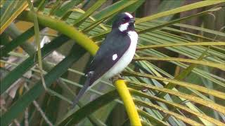 O CANTO DO BIGODINHO LIVRE NA NATUREZA [upl. by Blackwell961]