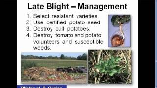 Late Blight Control in Your Organic Garden [upl. by Theona159]