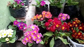 how to grow primrose  primrose flowering time  primroses  How do you care for a Primula plant [upl. by Petie]