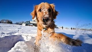 Katter Och Hundar Som Leker I Snön Sammanställning Nya Hd [upl. by Risan648]