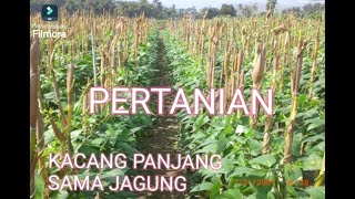 PETANI KACANG PANJANG [upl. by Mychael182]