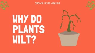 Why Do Plants Wilt [upl. by Northway]