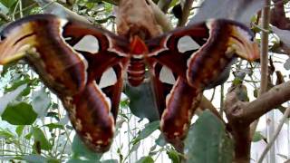 Attacus atlas [upl. by Thrift580]