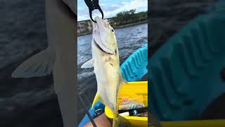 Catching a Jack Fish from My Kayak 🎣 fishingadventure [upl. by Morven]