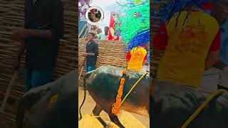 Subscribe for more videos 🔥ll exploreWithSaikumar lljallikattu bull dailyshorts horihabba [upl. by Delos]