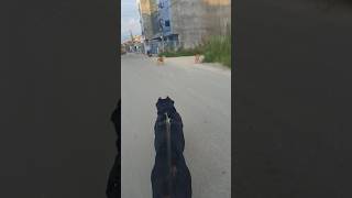 CANE CORSO DOG🐕 ON THE ROADdog shortvideo viralvideo [upl. by Sharon]