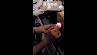 Egg Inoculation 13 Candling and marking of embryonated egg [upl. by Hermosa402]