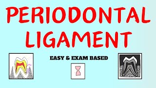 Periodontal Ligament  Cells of PDL  PDL  Dental Lectures [upl. by Frayda]