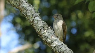 Lesser Honeyguide calling from its favoured songpost [upl. by Parish]