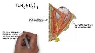 Cranial Nerve Innervation of Eye Muscles [upl. by Anaicul]