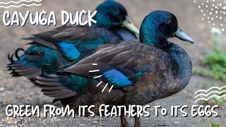 Cayuga Duck Green from its Feathers to its Eggs [upl. by Corvin]