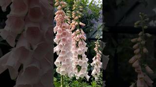 Foxglove gardenflowers flower garden nature gardening gardeningideas [upl. by Blondie]