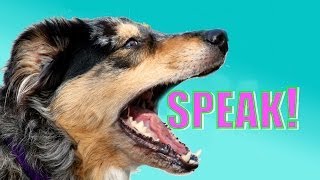 Easy Dog Trick How to Teach your Dog to Speak or Bark When you Ask [upl. by Hannavahs]