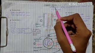 Carotid Sheath [upl. by Aillicsirp]