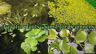 Maintainance of Aquatic plants in Tamil  For beginners without cost [upl. by Greggs742]