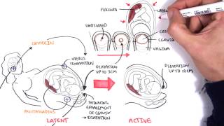 Obstetrics  Stages of Labour [upl. by Elokin]