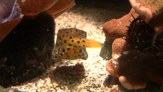 Boxfish Ostracion cubicus  Gelbbrauner Kofferfisch 1 [upl. by Cavanagh]