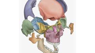 practical anatomy  anterior triangle [upl. by Mora]