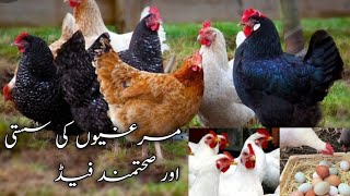 Cheap and Healthy feed of chicken layer and broiler feed [upl. by Arreyt]