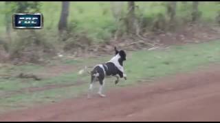 Carro salta durante corrida e salva cachorro [upl. by Gertrud]