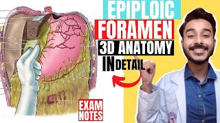 epiploic foramen anatomy 3d  foramen of winslow anatomy  omental foramen anatomy [upl. by Katherin677]