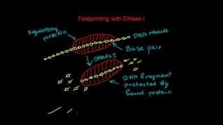 Footprinting with Dnase I that detects DNAprotein interaction [upl. by Chitkara]