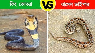 রাসেল ভাইপার VS কিং কোবরা কোনটি সবচেয়ে বিষাক্ত সাপ  Russells Viper Vs King Cobra [upl. by Sybille]