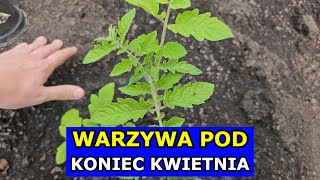 Warzywa pod Koniec Kwietnia Rosną Pomidory Papryki Selery Arbuzy Por Sałata Uprawa Warzyw 2024 [upl. by Lenwood]