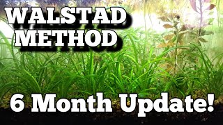 6 Month Update WALSTAD METHOD Aquarium dirtedtank walstadmethod ecosystem [upl. by Liane]