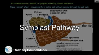 Symplast Pathway Biology Lecture  Sabaqpk [upl. by Isewk87]