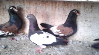 Agra Beautiful Pigeons 19 IndiaIndian [upl. by Avek855]