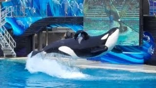 Shamu Story Full Presentation at SeaWorld San Diego 122112 [upl. by Alissa556]