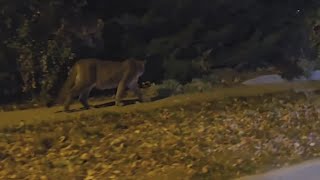 Man fights off mountain lion going after his dog [upl. by Llacam881]