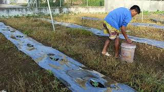 Kailangan maingat sa Pag didilig ng fertilizer baka matatamaan ang mga dahon 👍 [upl. by Nesyaj]