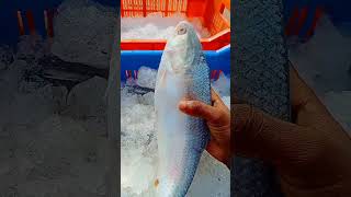 Ilish maach 🐟🐟🐬🌊🌊 video [upl. by Martie]