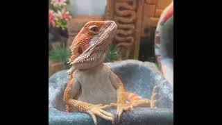 Bearded dragons Funny moments [upl. by Jangro701]