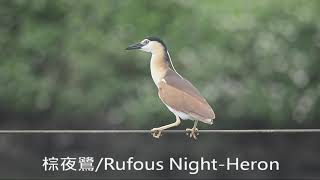 棕夜鷺Rufous NightHeronNycticorax caledonicussinging [upl. by Bock]