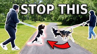 REACTIVE DOG TUTORIAL Stop Barking and Lunging at Other Dogs [upl. by Eilime]